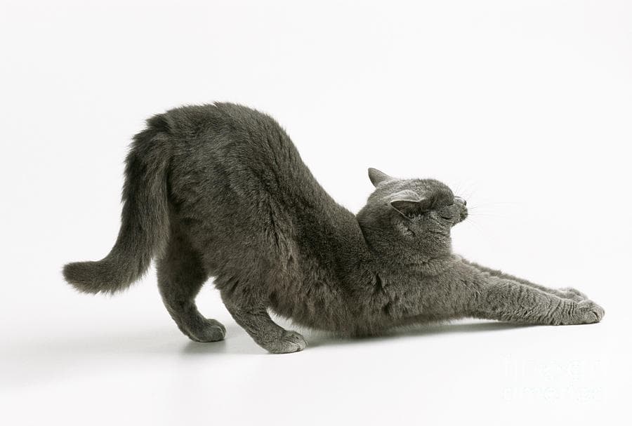 5 Benefits of Regular Scratching for Cats